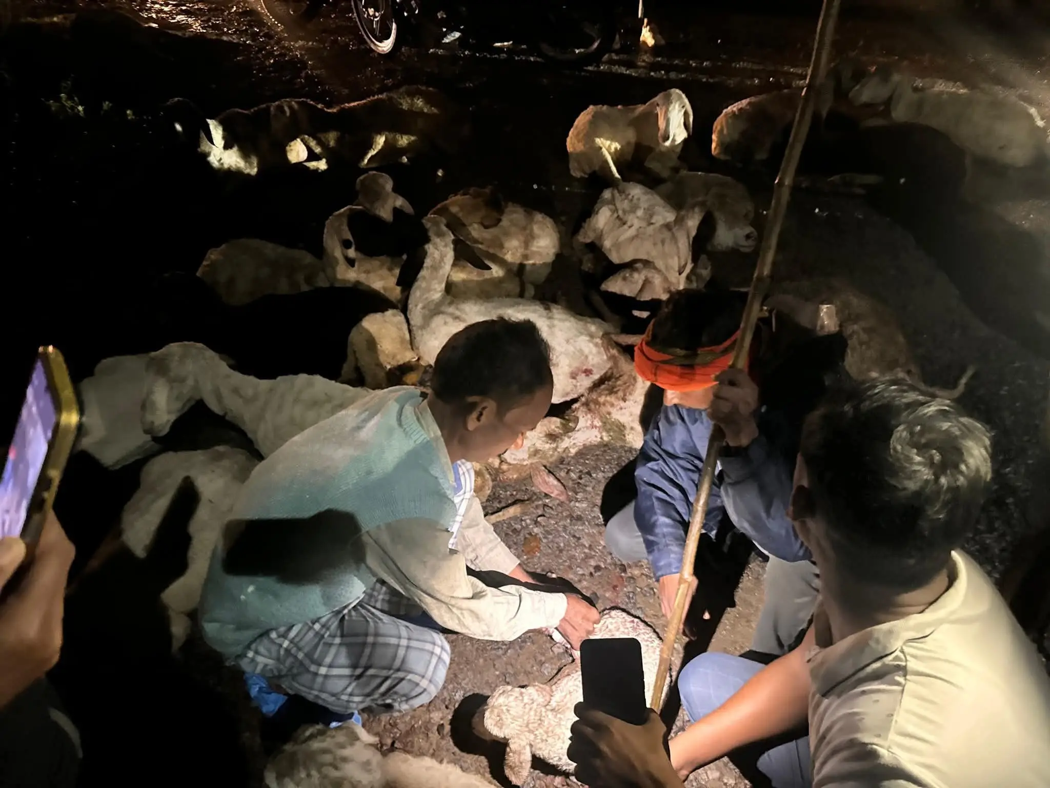 सिद्धार्थनगर में ट्रक ने रौंदी लगभग 140 भेड़ें, सांसद ने दी व्यक्तिगत ₹ 50,000 की मदद